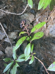 Comarostaphylis discolor