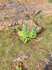 Kalanchoe thyrsiflora
