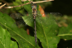 Somatochlora elongata