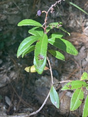 Comarostaphylis discolor