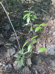 Comarostaphylis discolor