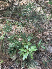 Comarostaphylis discolor