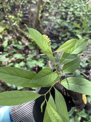 Itea