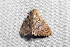 Eulepidotis caeruleilinea