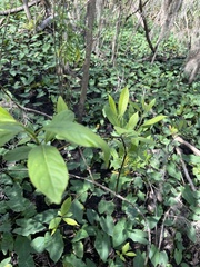 Itea