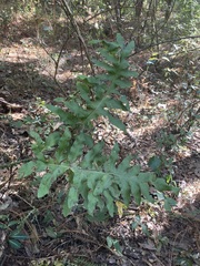 Phlebodium pseudoaureum