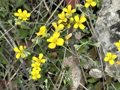Physaria gracilis