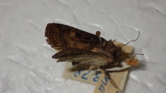 Opigena polygona