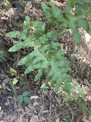 Phlebodium pseudoaureum