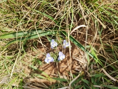 Cyanotis speciosa