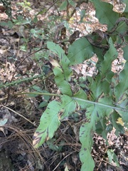 Phlebodium pseudoaureum