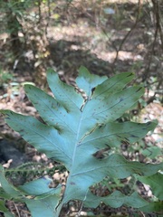 Phlebodium pseudoaureum