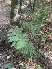 Phlebodium pseudoaureum