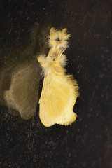 Acraga citrina