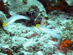 Valenciennea strigata