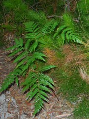 Pteridium esculentum