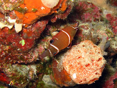 Wetmorella albofasciata
