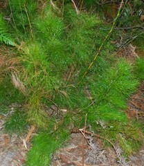 Caustis blakei