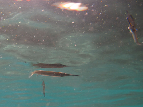 Estuarine Halfbeak — seen at this dive site