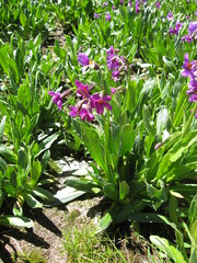 Primula parryi