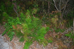 Caustis blakei