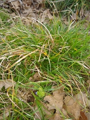 Carex planostachys