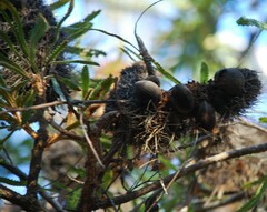 Banksia aemula