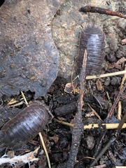 Porcellio dilatatus