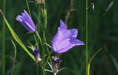 Campanula persicifolia
