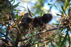 Banksia aemula