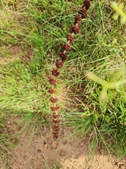 Crassula capitella nodulosa