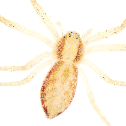 Philodromus rufus nuotrauka