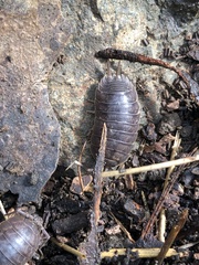 Porcellio dilatatus