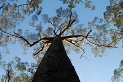 Eucalyptus crebra