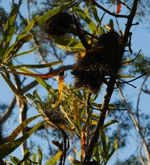 Banksia aemula
