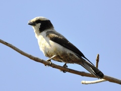 Eurocephalus anguitimens