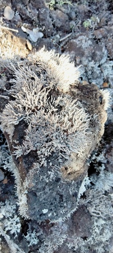 Stereocaulon vulcani observed 2023-01-11
