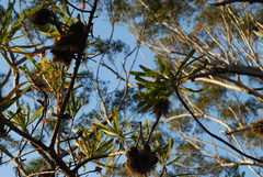 Banksia aemula