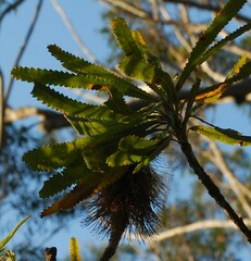Banksia aemula