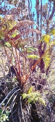 Cibotium glaucum