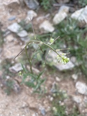 Caulanthus lasiophyllus