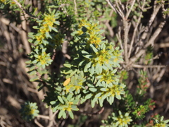 Thymelaea tinctoria