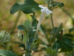 Barleria acanthoides