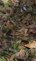 Salvia lyrata