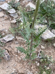 Caulanthus lasiophyllus