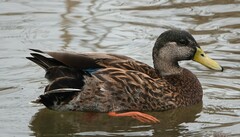 Anas platyrhynchos × fulvigula