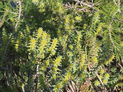 Thymelaea tinctoria