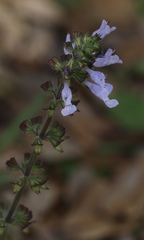 Salvia lyrata