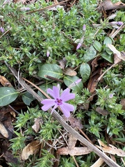 Phlox subulata