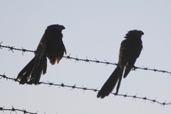 Crotophaga sulcirostris